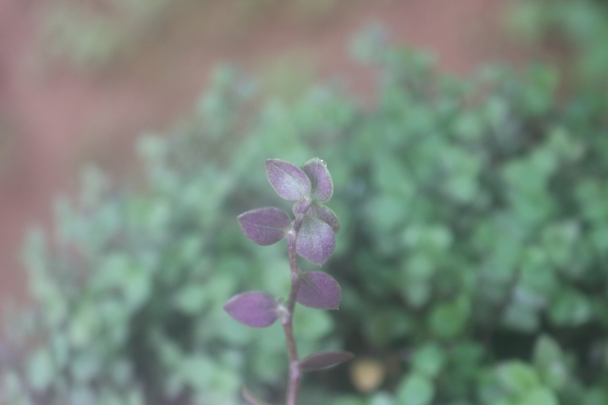 Callisia repens (Jacq.) L.